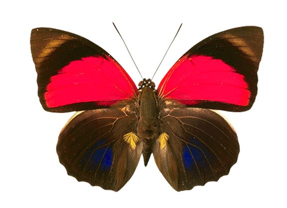 Butterfly PNG image    图片编号:1060