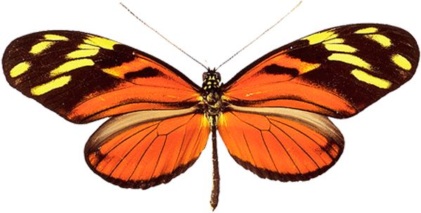 Butterfly PNG image    图片编号:1061