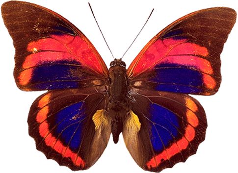 Butterfly PNG image    图片编号:1064