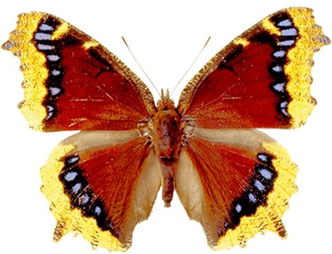 Butterfly PNG image    图片编号:1065