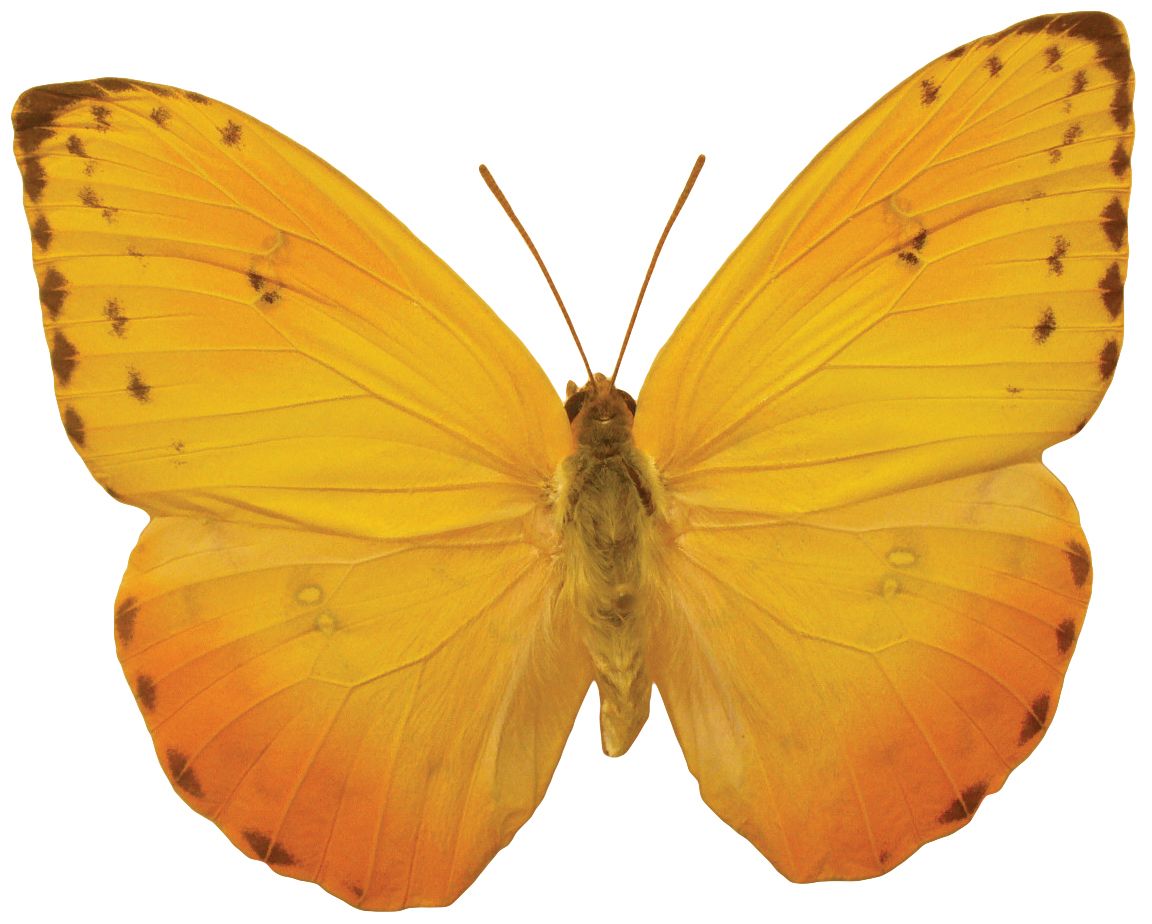 Orange butterfly PNG image, butterflies free download    图片编号:1066