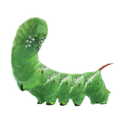 Caterpillar PNG    图片编号:53925