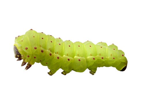 Caterpillar PNG    图片编号:53926