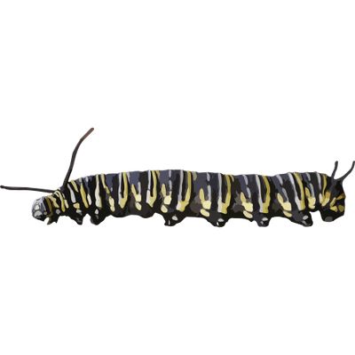 Caterpillar PNG    图片编号:53930