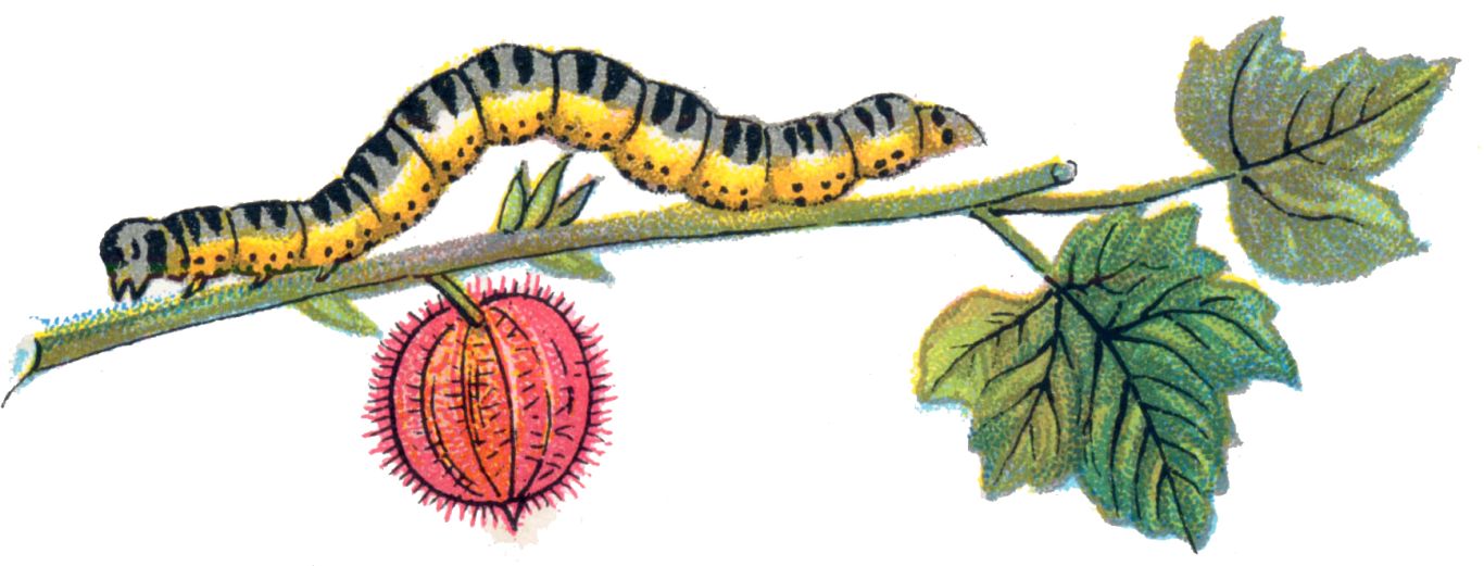 Caterpillar PNG    图片编号:53934