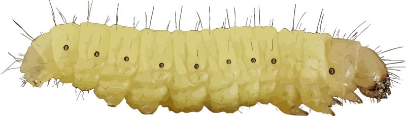 Caterpillar PNG    图片编号:53938