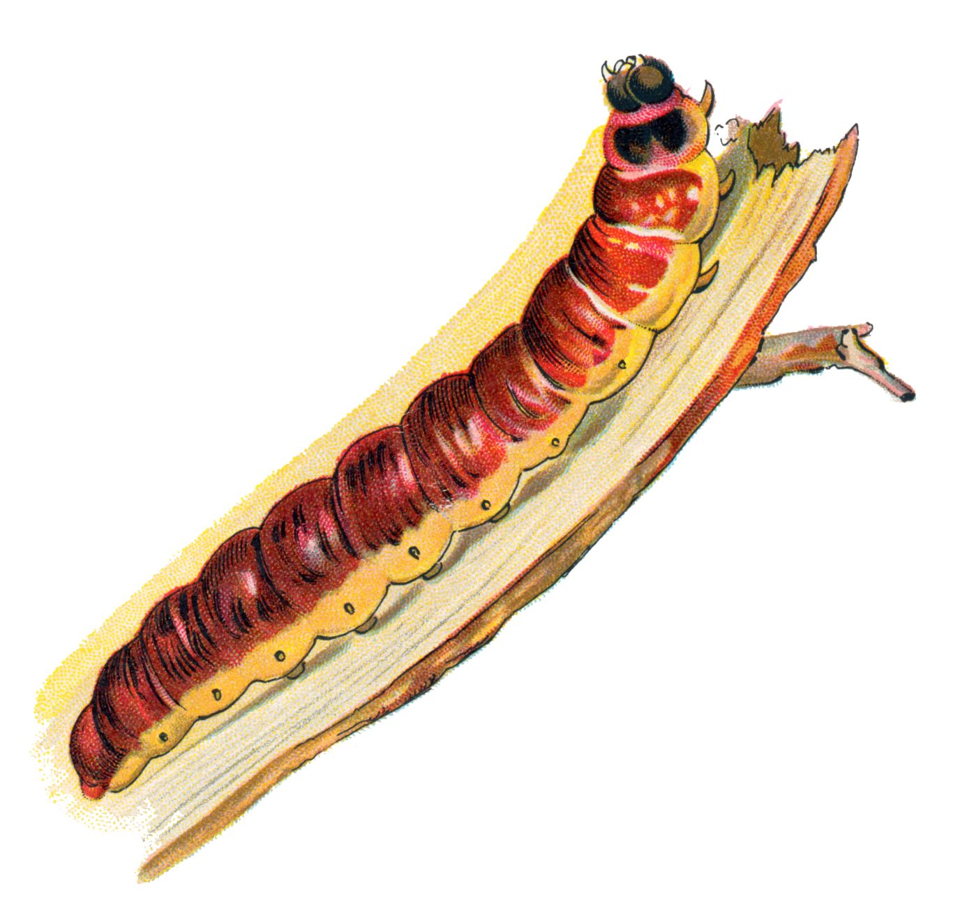 Caterpillar PNG    图片编号:53947