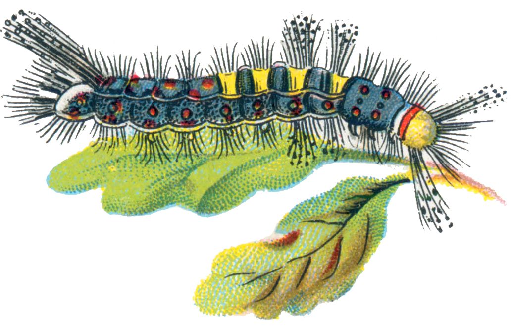 Caterpillar PNG    图片编号:53949