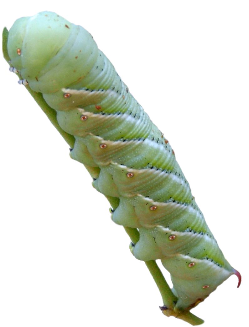 Caterpillar PNG    图片编号:53951