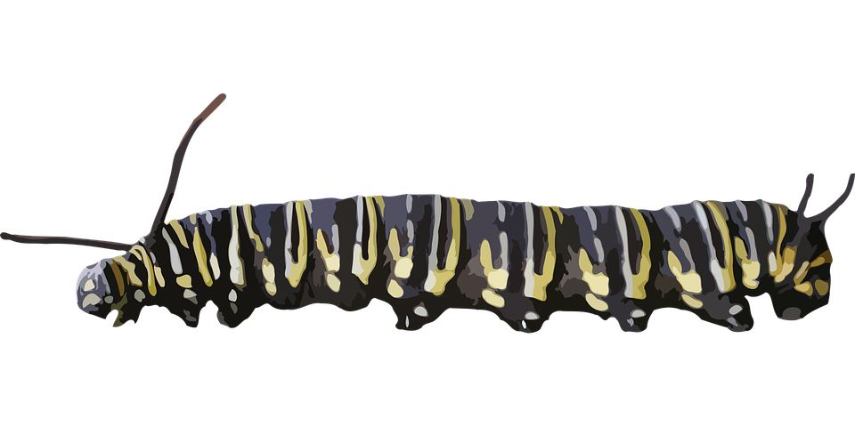 Caterpillar PNG    图片编号:53954