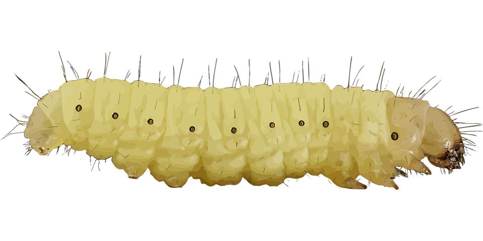 Caterpillar PNG    图片编号:53955