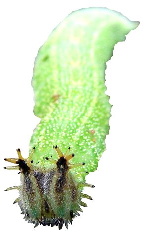 Caterpillar PNG    图片编号:53958