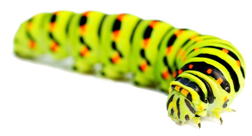 Caterpillar PNG    图片编号:53961