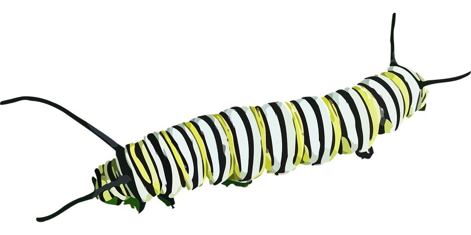 Caterpillar PNG    图片编号:53966