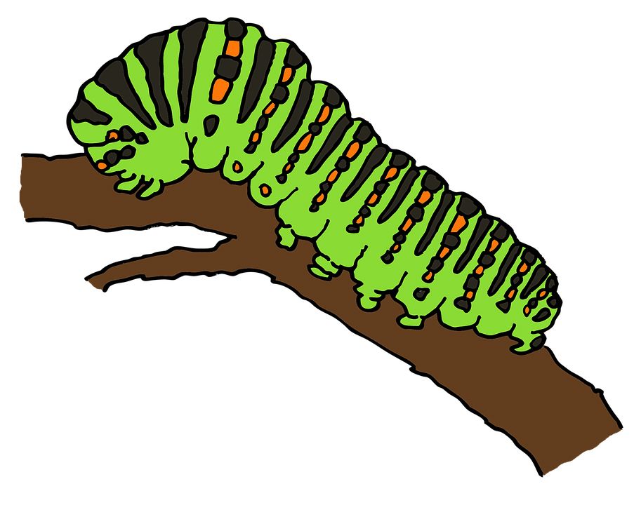Caterpillar PNG    图片编号:53968