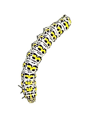 Caterpillar PNG    图片编号:53975