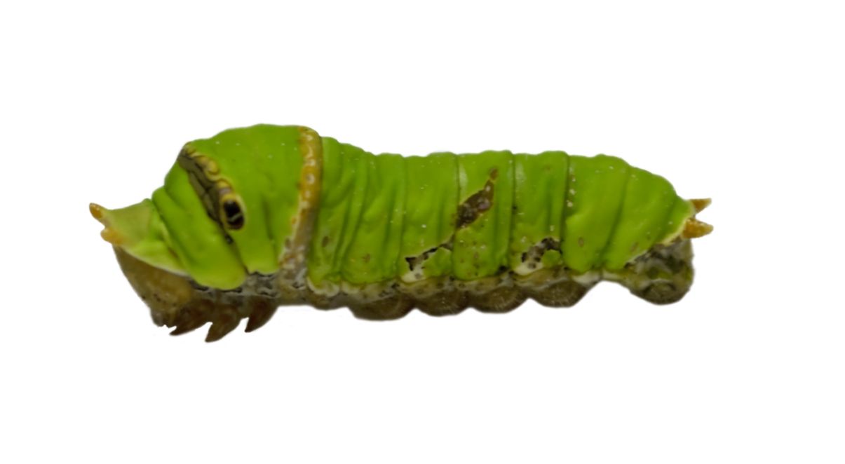 Caterpillar PNG    图片编号:53978