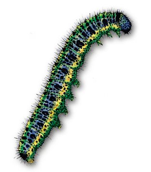 Caterpillar PNG    图片编号:53986