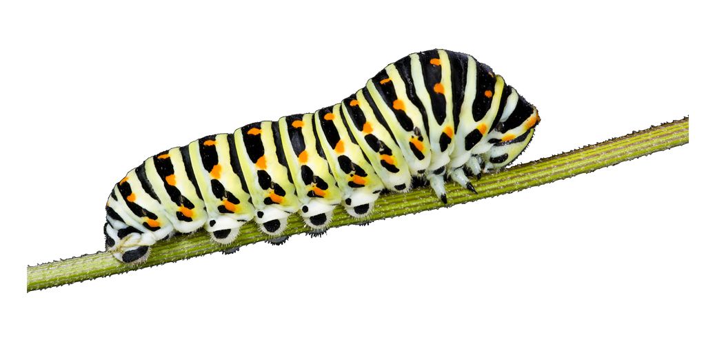 Caterpillar PNG    图片编号:53988