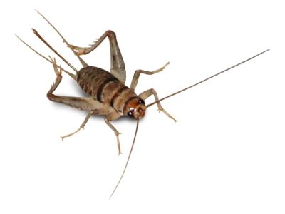Cricket insect PNG    图片编号:76648