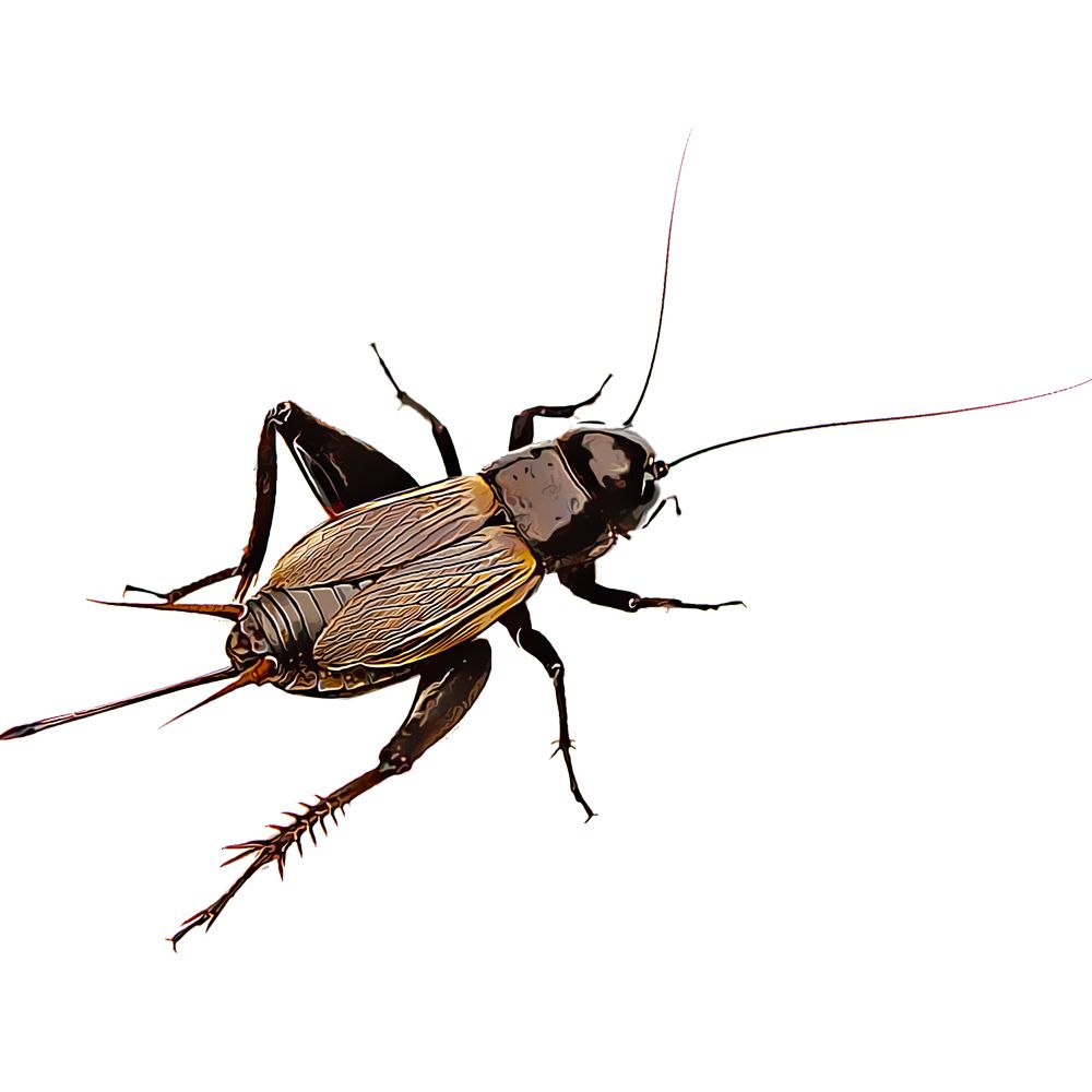Cricket insect PNG    图片编号:76649