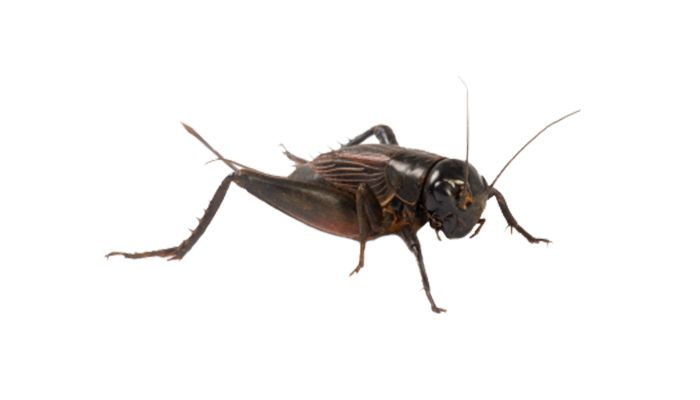 Cricket insect PNG    图片编号:76652