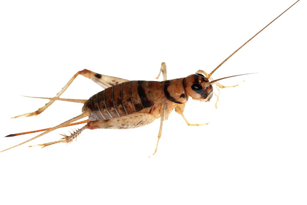 Cricket insect PNG    图片编号:76655