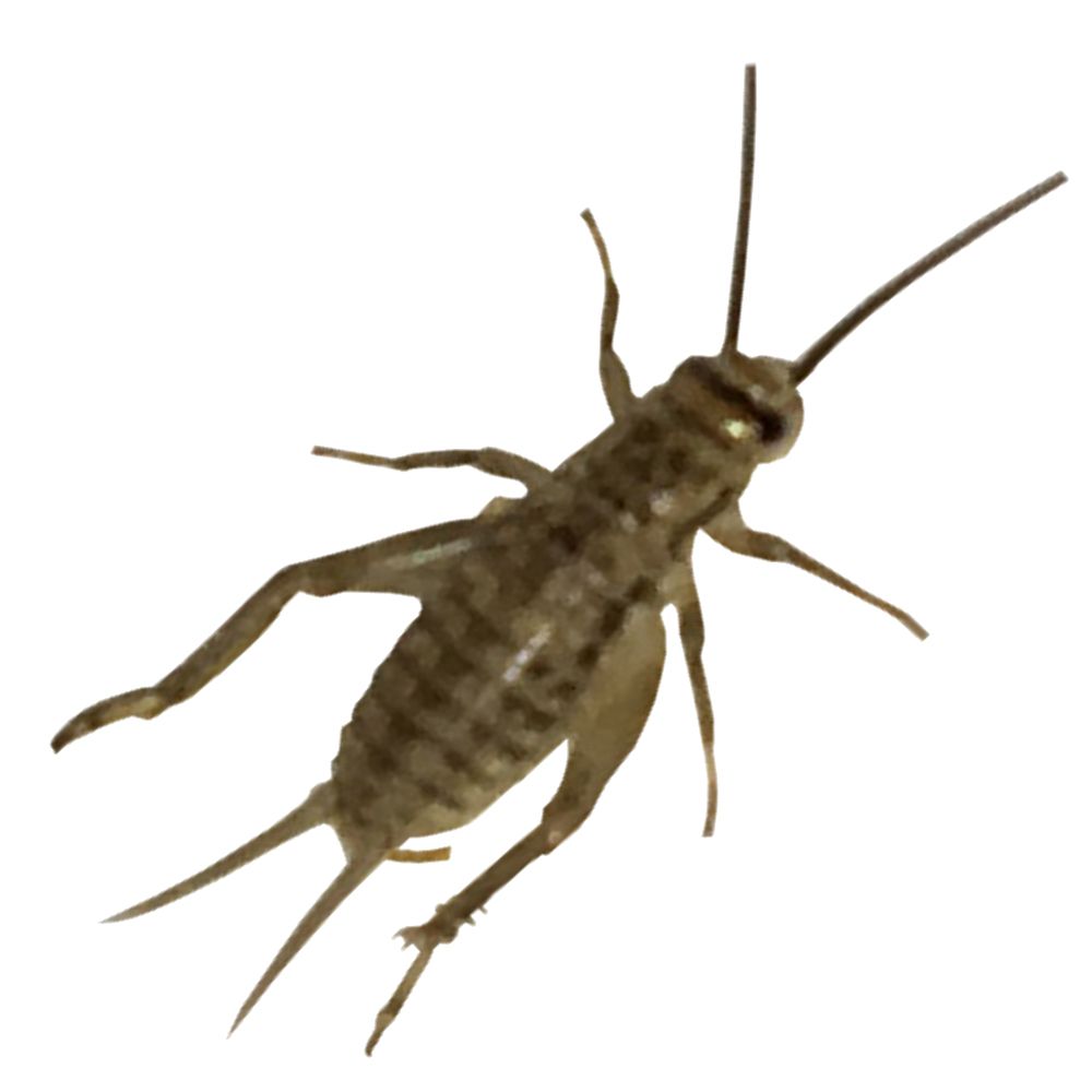 Cricket insect PNG    图片编号:76658