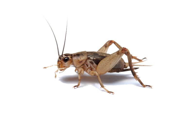Cricket insect PNG    图片编号:76660