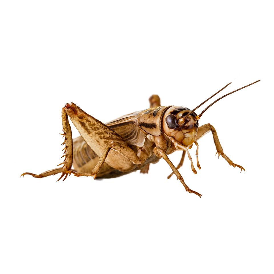 Cricket insect PNG    图片编号:76639