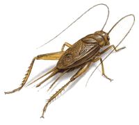Cricket insect PNG    图片编号:76641