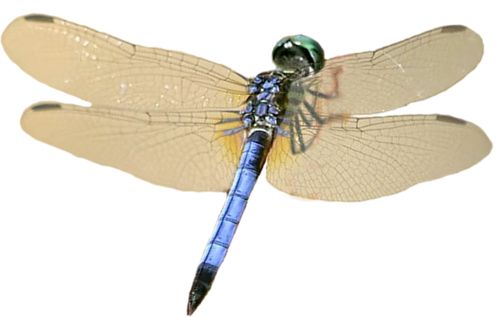 Dragonfly PNG    图片编号:26262