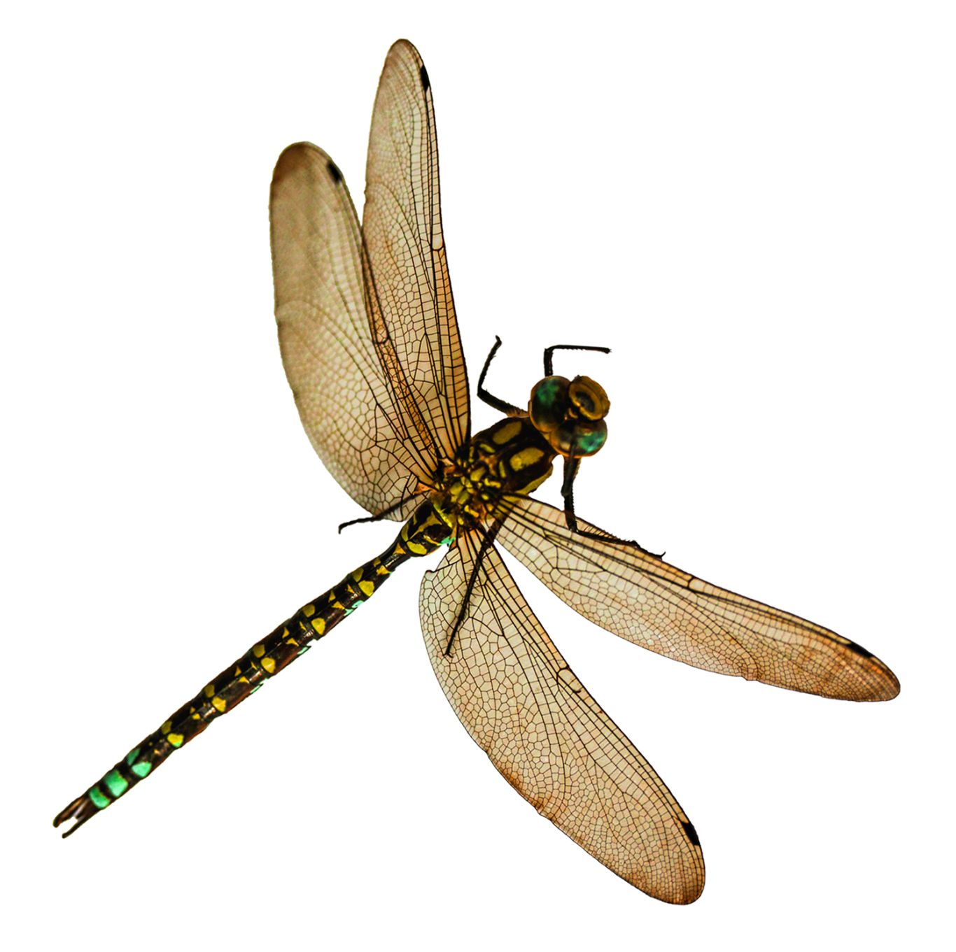 Dragonfly PNG    图片编号:26270