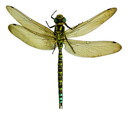 Dragonfly PNG    图片编号:26271