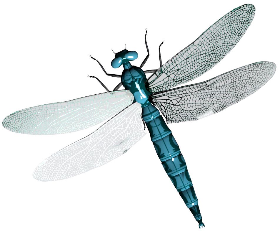 Dragonfly PNG    图片编号:26254