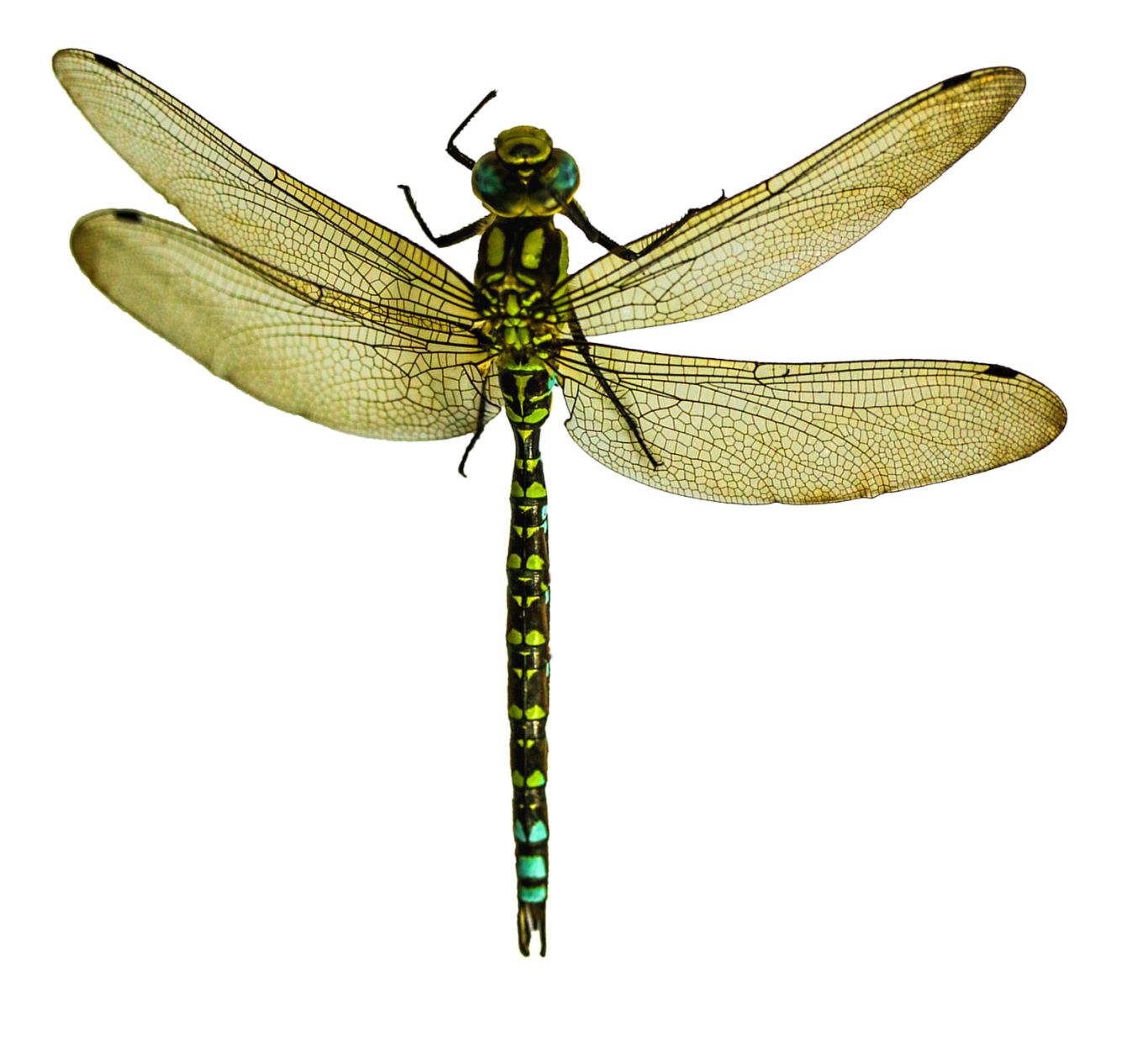 Dragonfly PNG    图片编号:26272