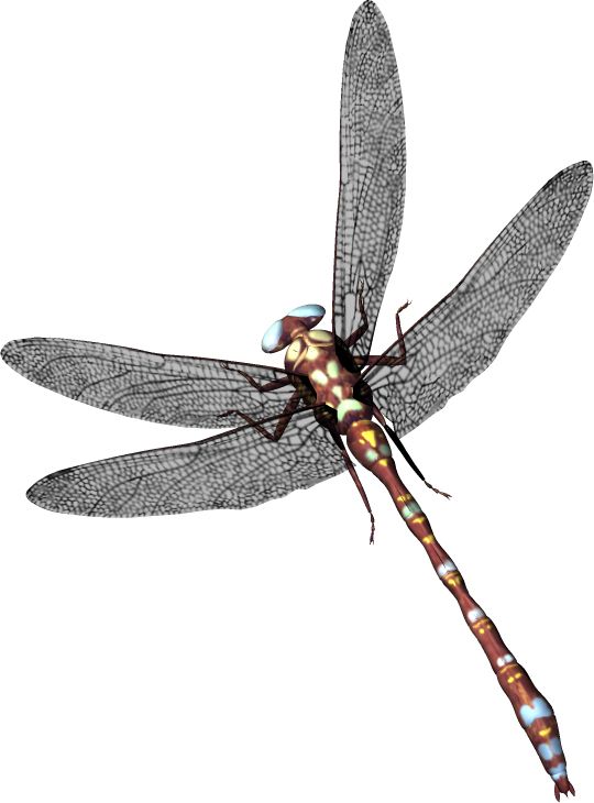 Dragonfly PNG    图片编号:26275