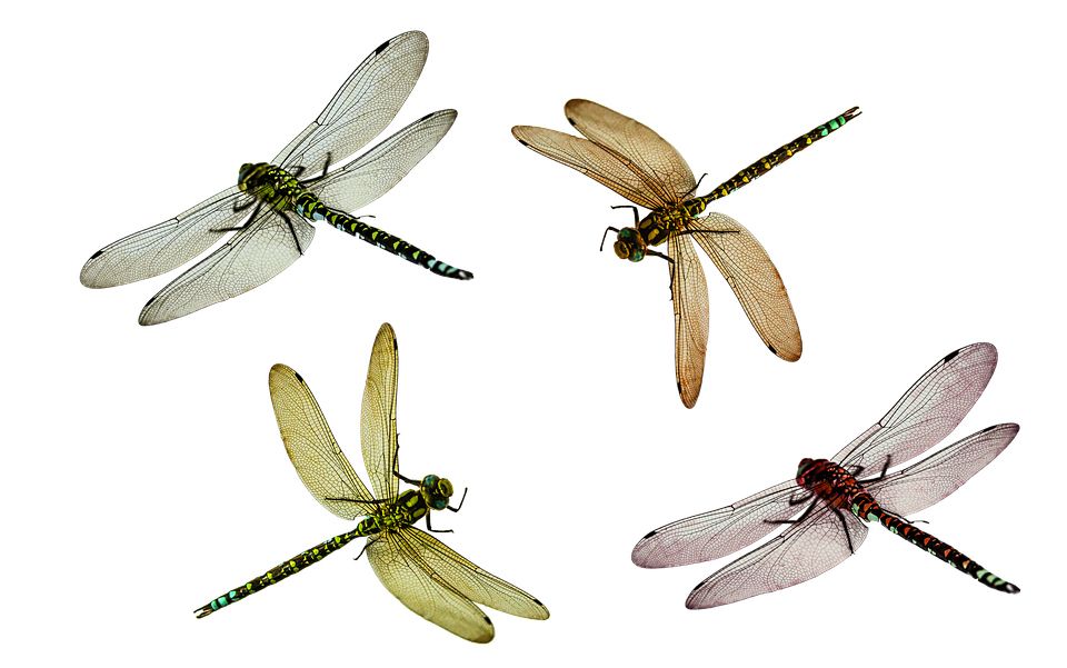 Dragonfly PNG    图片编号:26276
