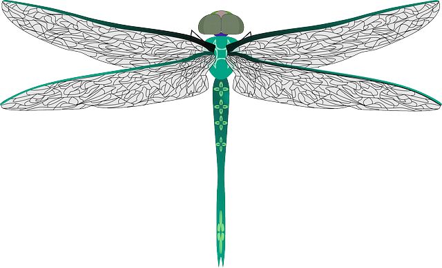 Dragonfly PNG    图片编号:26279