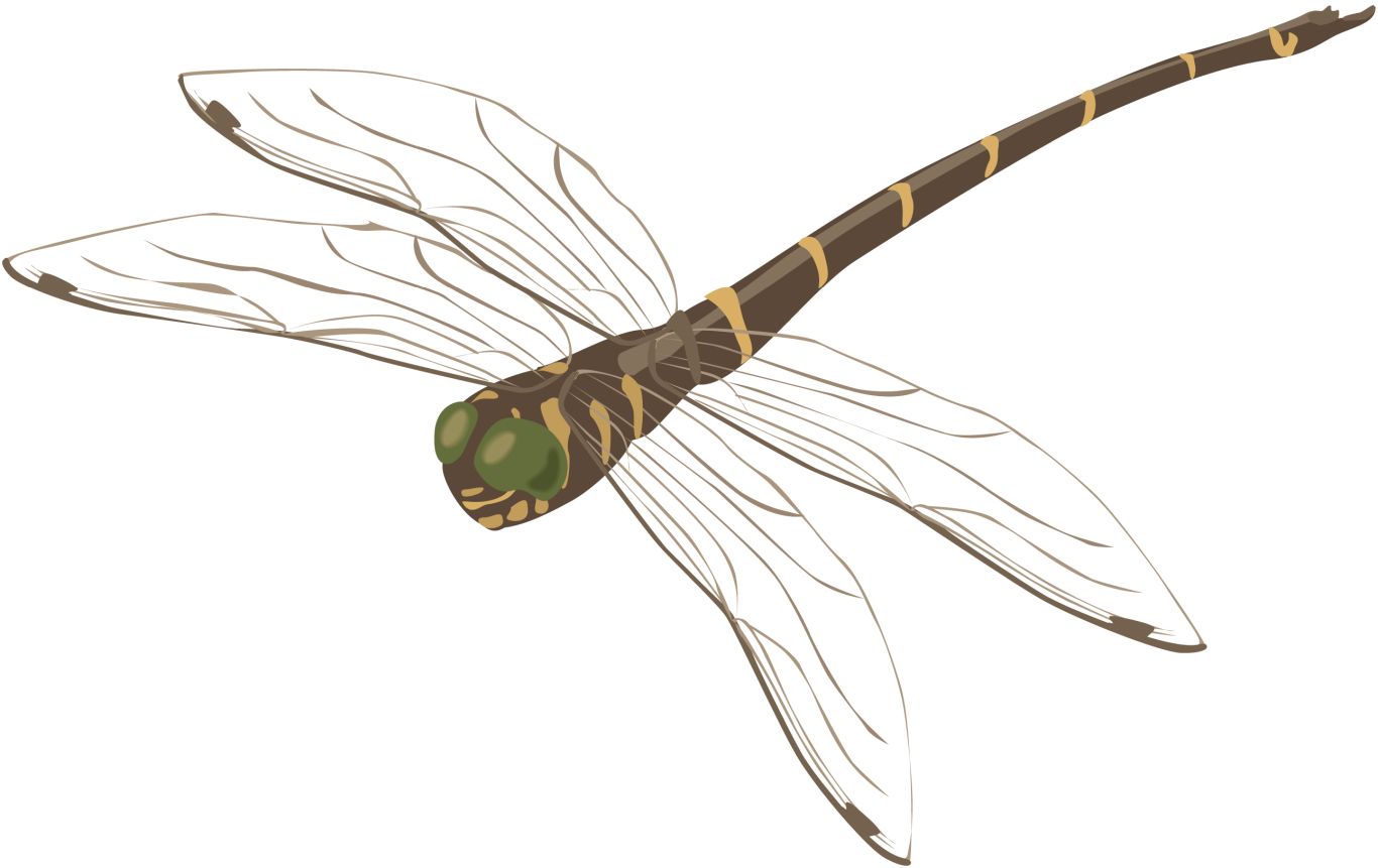 Dragonfly PNG    图片编号:26284