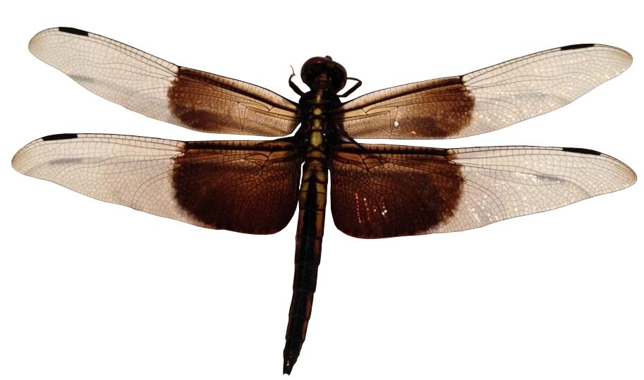 Dragonfly PNG    图片编号:26285