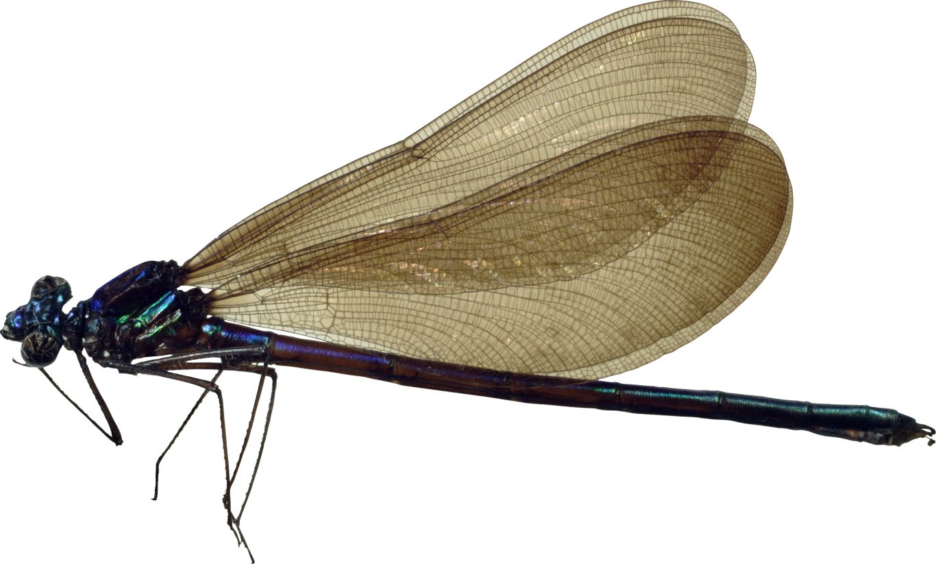 Dragonfly PNG    图片编号:26257