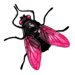 fly PNG image    图片编号:3946