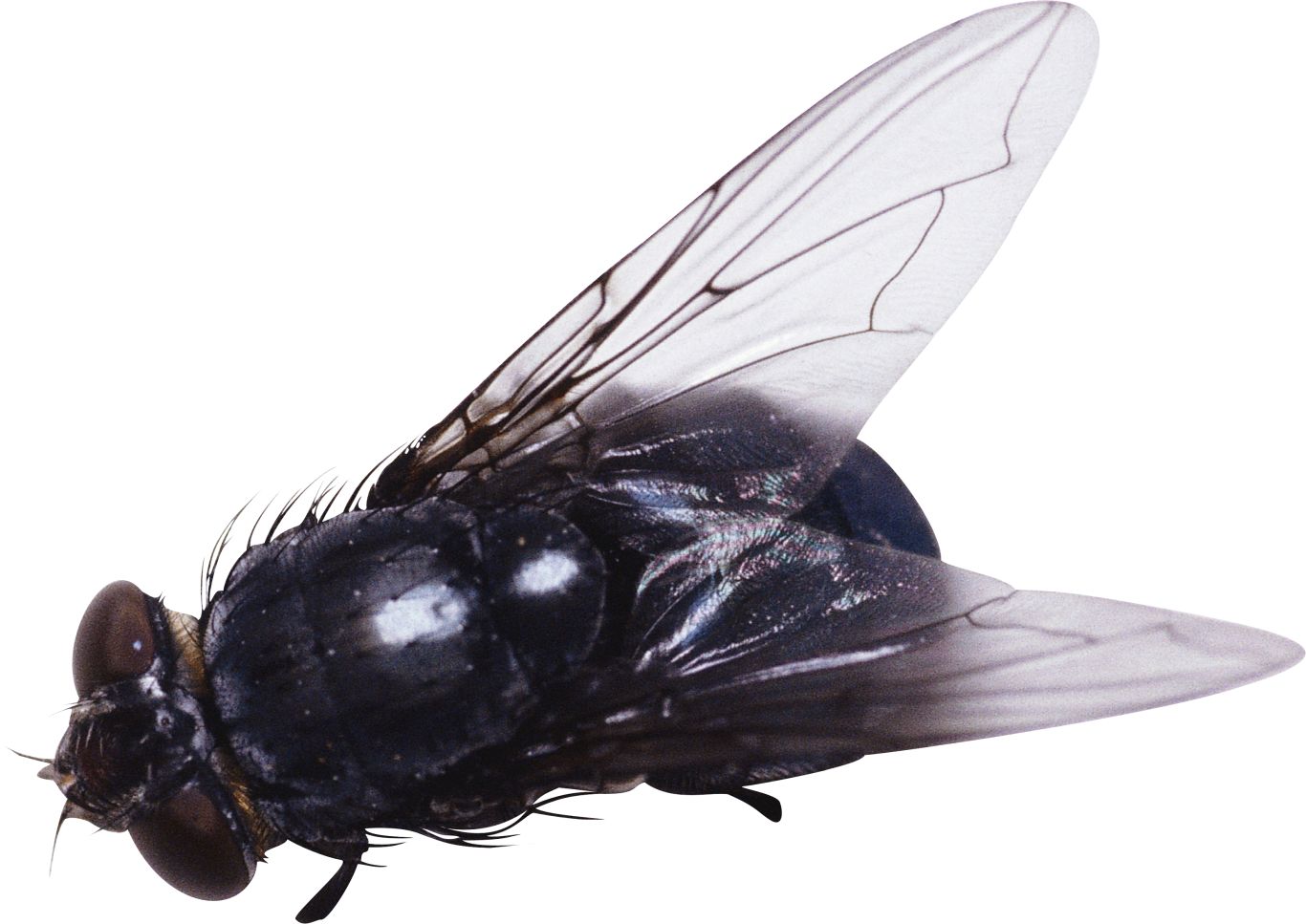 fly PNG image    图片编号:3947