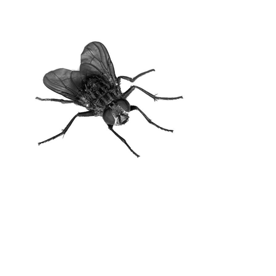 fly PNG image    图片编号:3953