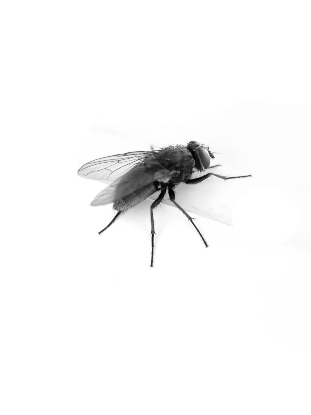 fly PNG image    图片编号:3954