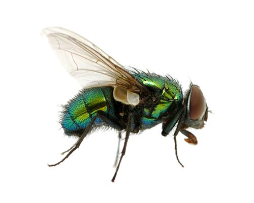 green fly PNG image    图片编号:3955