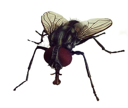 fly PNG image    图片编号:3956