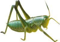 Grasshopper PNG    图片编号:27492