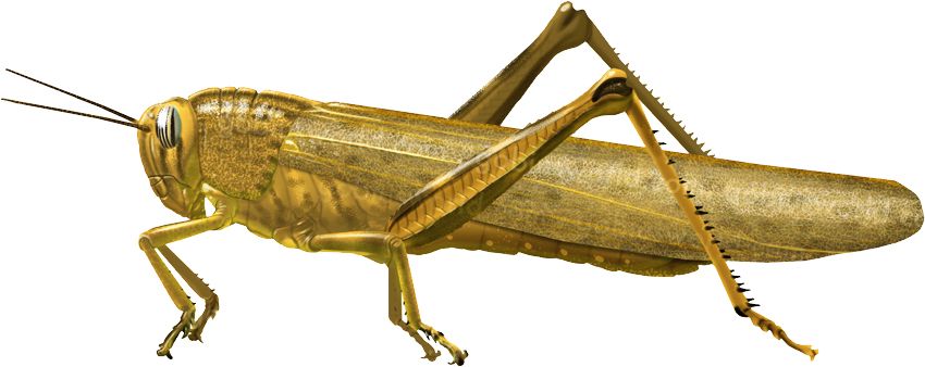 Grasshopper PNG    图片编号:27501
